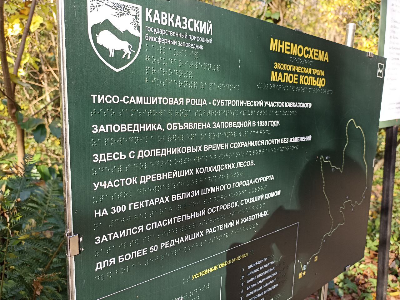 Тисо Самшитовая роща большое кольцо